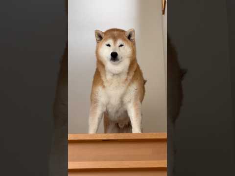 柴犬福 兄の出迎えで山みたいな柴犬🤣Brother and Shiba🤣shorts 柴犬 shibainu japa… サムネイル