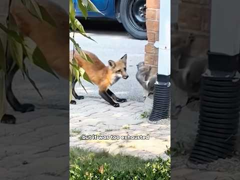 Injured Fox Gave Her Baby to a Human 🦊😭animals rescue loves…