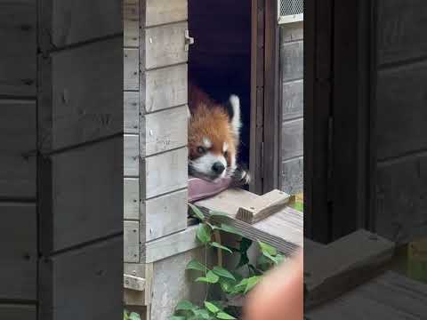 shorts 本日の風太くん(14:45〜扉開放！) レッサーパンダ　千葉市動物公園にて　2026年7月5日