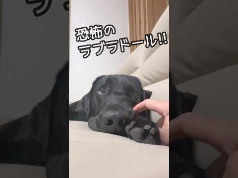 恐怖の反抗期？！ラブラドールの猛抗議が可愛すぎた💕 サムネイル
