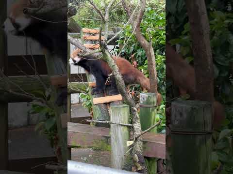 shorts ひなたくん 枝の先のリンゴは？😅　レッサーパンダ　　大森山動物園にて　2026年5月21日 サムネイル