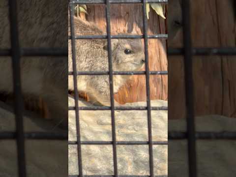 shorts キボシイワハイラックス　ごかつら池どうぶつパークにて　2026年1月24日 サムネイル