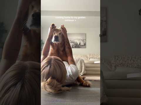 Golden retriver hug me india dog goldenretreiver dogbreed f…