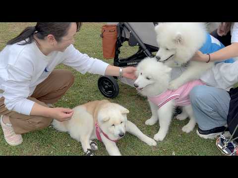 サモエド子犬お披露目会にて、平然と溶け込み、子犬界のボスと勘違いされる柴犬。 サムネイル
