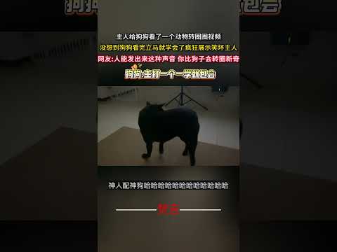 主人給狗狗看了一個動物轉圈影片 沒想到狗狗看完立刻就學會了瘋狂展示笑壞主人 意外 有趣 狗狗 搞笑 萬萬沒想到 ama… サムネイル