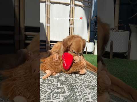 coming home to my golden retriever🥵goldenretreivers dog pup… サムネイル