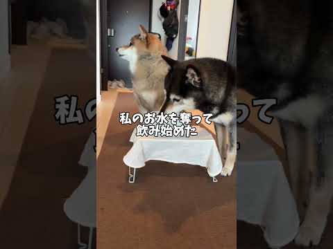 ジャイアン気質のある黒柴