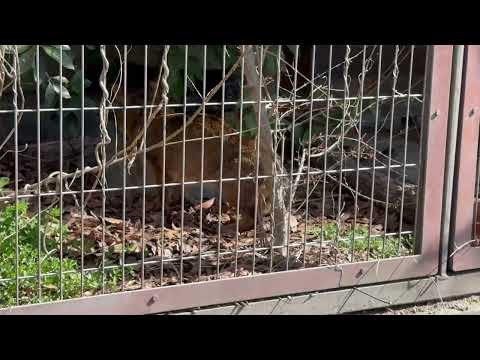 朝のピリミちゃん　ジャングルキャット　東山動植物園にて　2026年3月14日 サムネイル