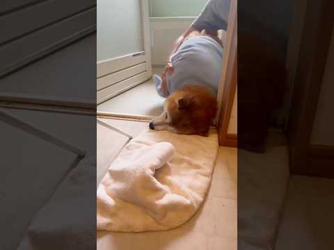 柴犬福 風呂上がりに滑って顔からダイブした柴犬 😂After Shower😂shorts japanesedog 柴犬… サムネイル