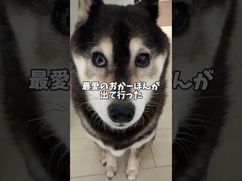 最愛の飼い主との別れ…悲しむ黒柴だったけど… サムネイル