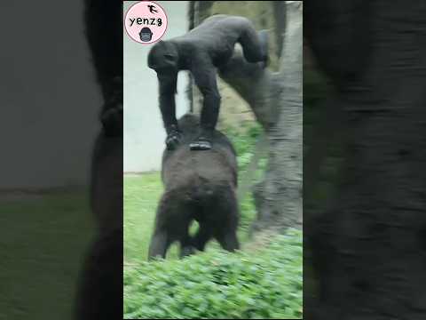 cute Ringo with mom🥰 gorilla taipeizoo 金剛猩猩 台北市立動物園 cuteani… サムネイル