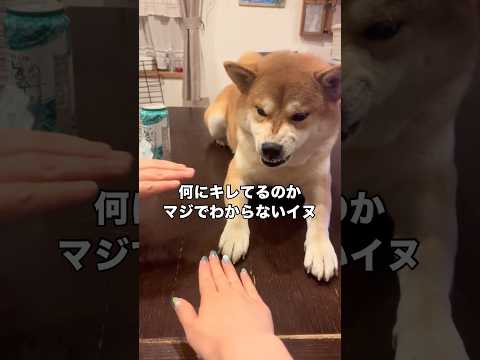 可愛すぎる食べたい 柴犬 イッヌ 柴犬のいる暮らし shorts サムネイル