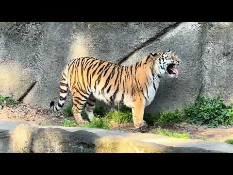 父の帰宅拒否問題で交代が遅れたサーシャちゃん　やっと出勤します♪　アムールトラ　浜松市動物園　2026年3月15日 サムネイル