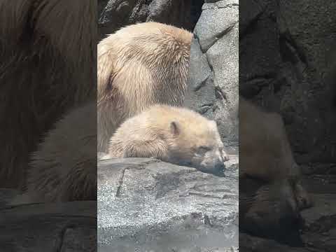shorts モモ太くんスヤ〜☺️   ホッキョクグマ親子　秋田県男鹿水族館GAOにて2026年4月30日 サムネイル