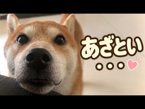 コバエが怖くて助けを求める柴犬の頼み方がズルい・・・。