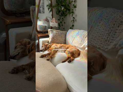 coming home to my golden retriever🥵 goldenretreiver dog ind… サムネイル