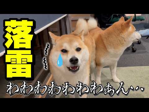 近くで雷が落ち心配になるくらい震える犬語でパニックになる柴犬 サムネイル