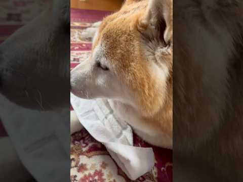 柴犬福 風呂上がり後脱走した後の柴犬🤣After shower🤣shorts 柴犬 shibainu japanese… サムネイル