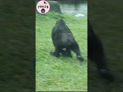 gorilla Ringo可愛後翻小兔跳腳滑 gorillatag taipeizoo 金剛猩猩 台北市立動物園 サムネイル