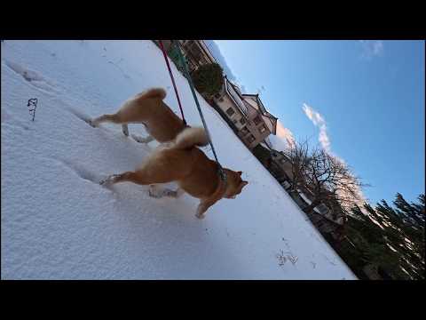 ゴールは目の前なのに迂回してサブクエストを開始する冬のモモ家の皆さん サムネイル