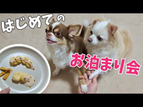 大興奮！テスが泊まりに来たのでウェルカムパーティーをしました【夫婦とチワワの日常VLOG】 サムネイル