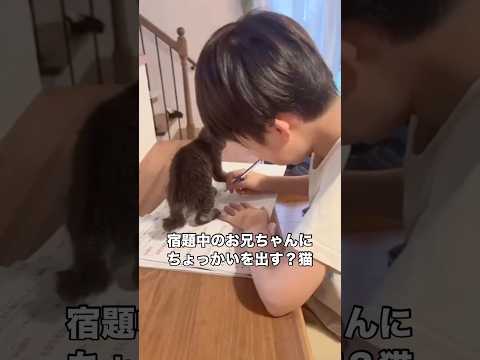 お兄ちゃんが宿題をしている時の鉛筆の動きがどうしても気になって遊んでしまう猫 保護猫 野良猫 猫 shorts サムネイル