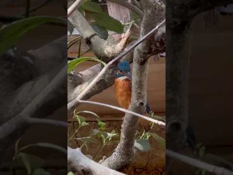 shorts カワセミ　のんほいパークにて　2026年4月3日