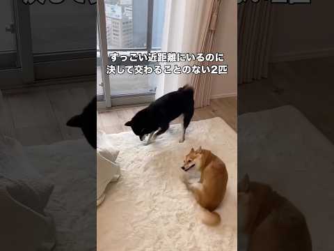 近くにはいるけど絶対に交わることはない赤柴と黒柴 赤柴 黒柴 柴犬 柴犬のいる暮らし サムネイル