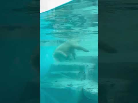 shorts モモ太くん 力強くガラスもケリ〜！　  ホッキョクグマの仔　男鹿水族館GAOにて　2026年5月22日 サムネイル