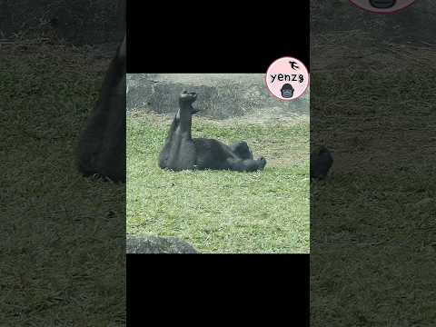 gorilla so relaxed😆 gorillatag taipeizoo 金剛猩猩 台北市立動物園 funny…