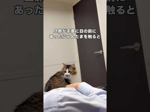 そこににゃんたまがあったから触っただけなのに旦那にブチ切れる猫 保護猫 にゃんたま 猫 shorts サムネイル