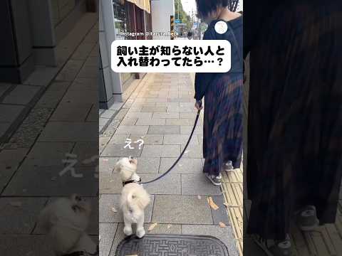 え？飼い主が別の人に入れ替わったら…⁉️  犬　いぬ　散歩　面白い　犬のいる暮らし サムネイル