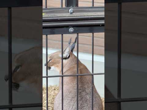 shorts 日本に2頭しかいないカラカルのジナちゃん　ごかつら池どうぶつパーク　2026年1月24日