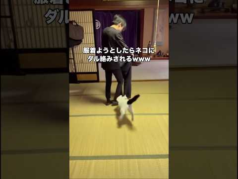 猫がウザ絡みしてくる。そんな一面も可愛い。 猫 ニャルガクルガ 保護猫 shorts サムネイル