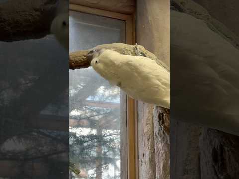 shorts 筋トレライラくん🤭(実はチョッとヤキモチ中) タイハクオウム　那須どうぶつ王国にて　2026年1月4日 サムネイル