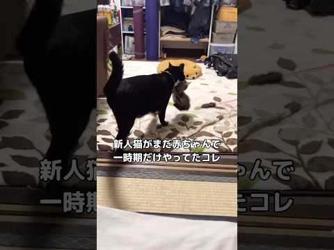 寝床に移動させるわけでもなく⋯どういう意味だったんだろう？ 先住猫 新人猫 shorts