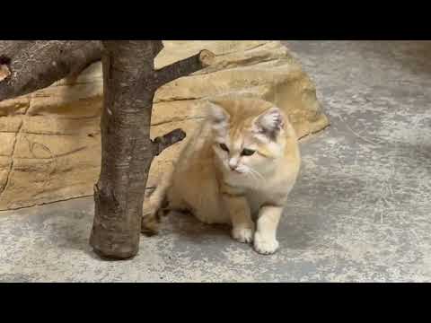 ジャミールさん 自分のシッポと鬼ごっこ☺️ スナネコ　那須どうぶつ王国にて　2026年4月11日 サムネイル