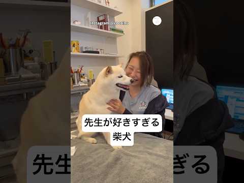 我慢できない。先生が好きすぎる柴犬　　柴犬　白柴　犬　いぬ　かわいい犬 サムネイル