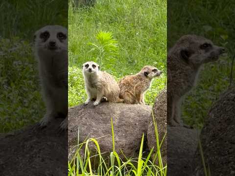 shorts ミーアキャットさん　千葉市動物公園にて　2026年7月5日 サムネイル