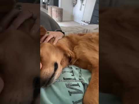 coming home to my golden retriever❤️india retreiver dog pup… サムネイル