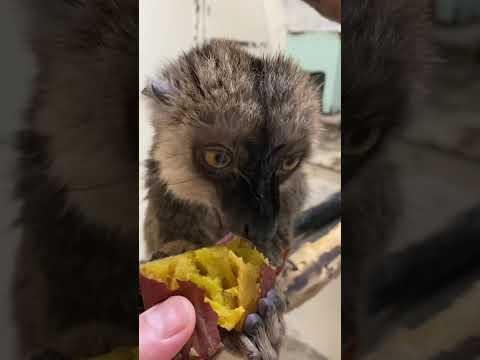 焼き芋を頬張るウッキー♪もちろん焼き芋は冷めてます♪shorts 動物 焼き芋 サムネイル