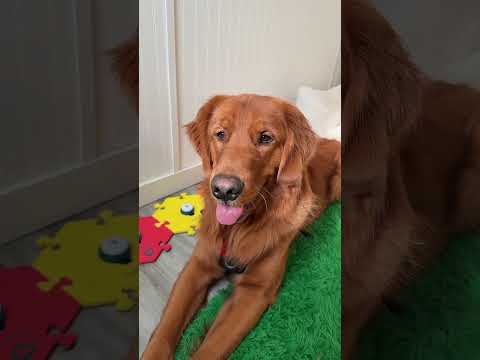 Talking dog サムネイル