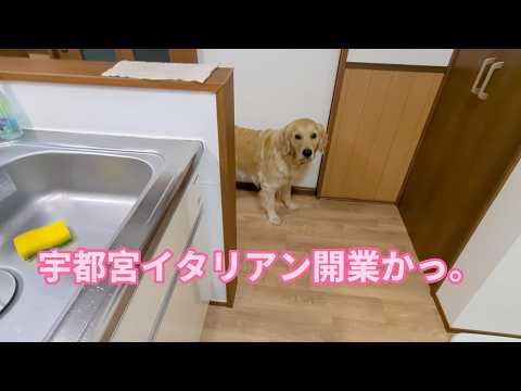 自画自賛の極み。イタリアンのお店開業しちゃうかな。ゴールデンレトリバーティト サムネイル