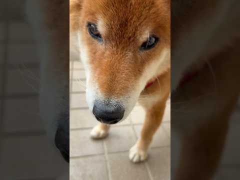 ’26.3.13 力丸と、だるまさんが転んだ… 柴犬 shibainu 柴犬のいる暮らし 柴犬の日常 遊ぶ犬 カメラ目… サムネイル