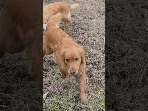 「ええもんみーつけた」 ゴールデンレトリバー 大型犬のいる生活 goldenretriever shorts サムネイル