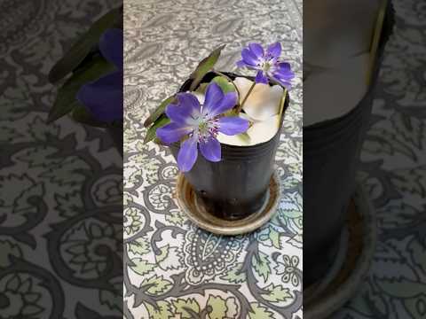 shorts 雪割草が綺麗です♪ サムネイル