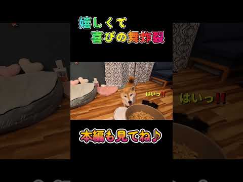 嬉しくて喜びの舞炸裂柴犬 チワワ shorts サムネイル