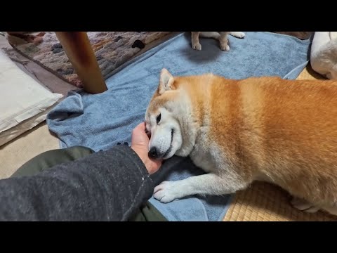 かゆいところに手が届くとニンマリするモモさん サムネイル
