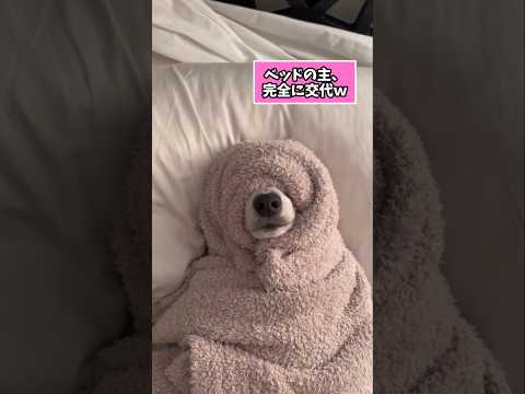 仕事で疲れた皆に贈る笑いと癒しのコーギー5選ww　コーギー 笑える 癒し コーギーのいる暮らし 犬のいる生活 犬好きさ… サムネイル