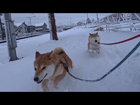 急な大雪で除雪が間に合わない昨今。今年も2斤力💪🍞 🍞ラッセルマシーンが出動です サムネイル